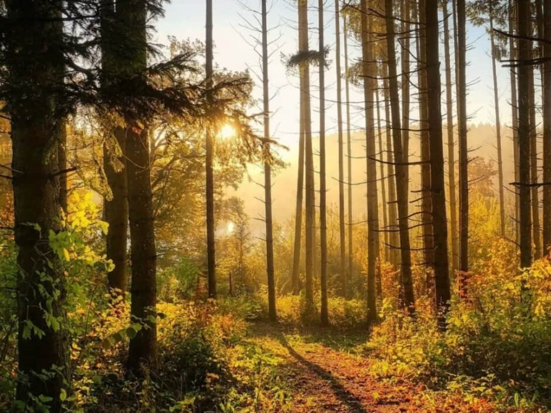 Czy działkę leśną można przekształcić na budowlaną? Oto kluczowe informacje