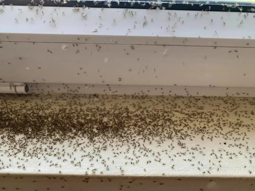 Jętki na poddaszu: Skuteczne metody pozbycia się uciążliwych owadów Jętki na poddaszu: Skuteczne metody pozbycia się uciążliwych owadów