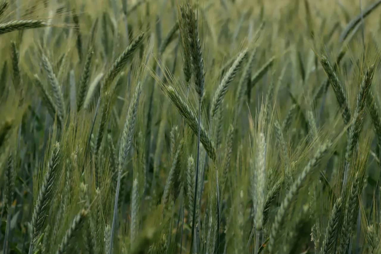 Ile kosztuje ogrzewanie na biomasę? Praktyczny przewodnik po ekonomicznym ogrzewaniu