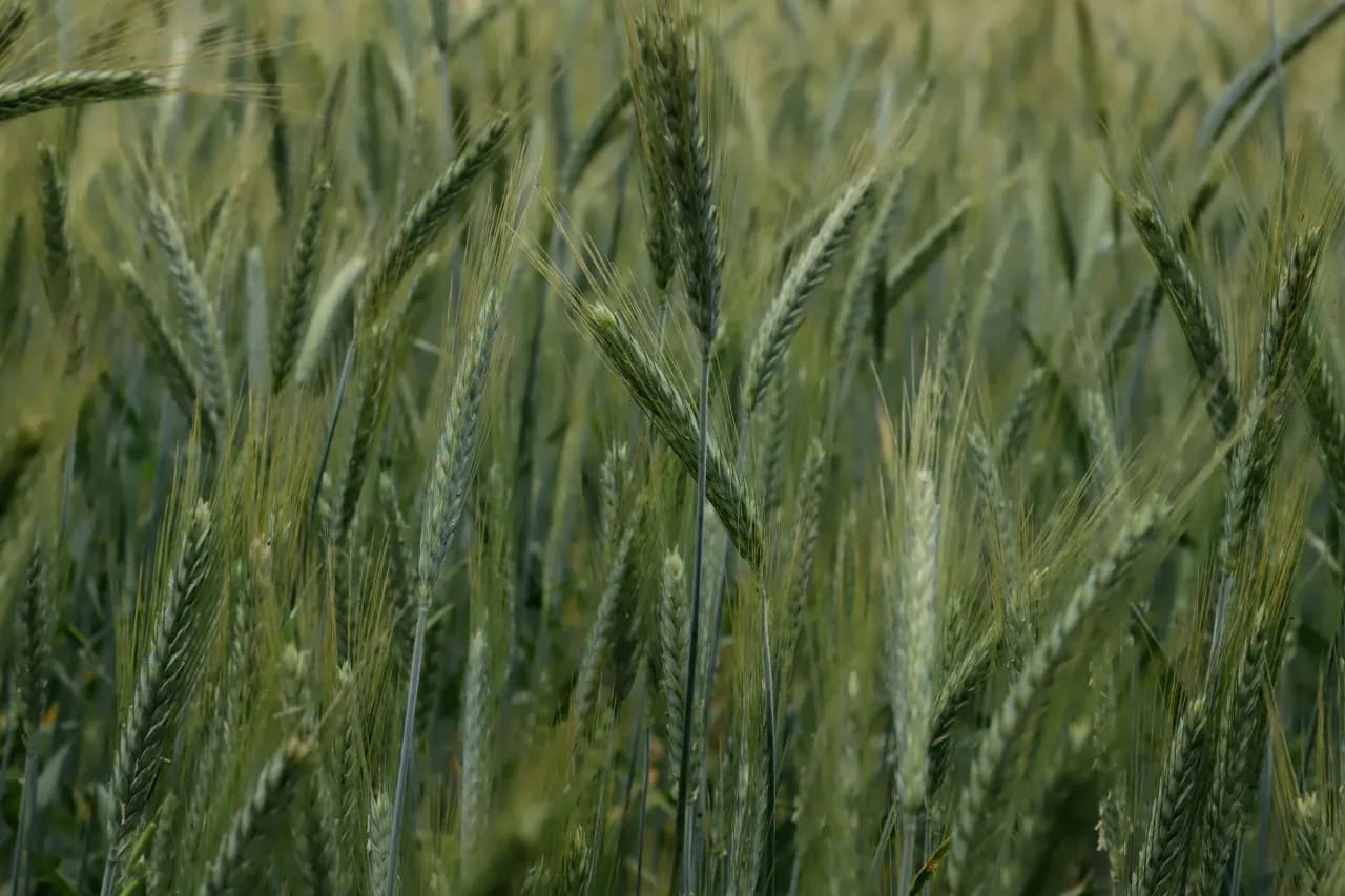 Ile kosztuje ogrzewanie na biomasę? Praktyczny przewodnik po ekonomicznym ogrzewaniu